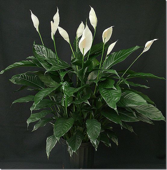 Spathiphyllum