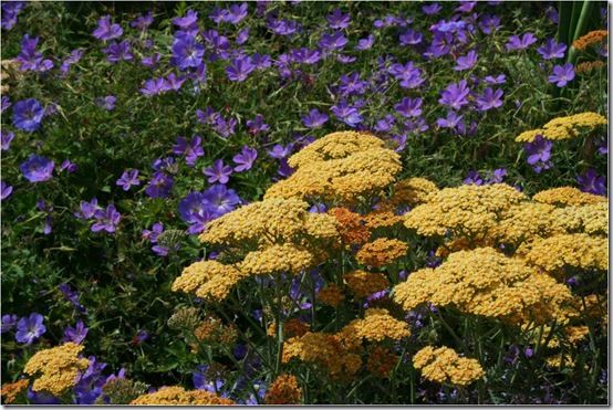 9. Achillea terracotta 