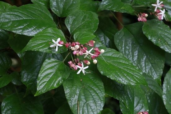 7 Clerodendrum trichotomum