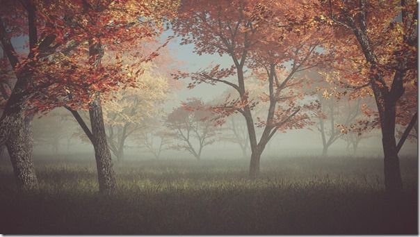 Autumn forest in the mist. How To Evaluate Light