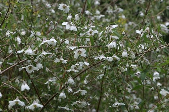 4 Philadelphus 'Sweet Clare'