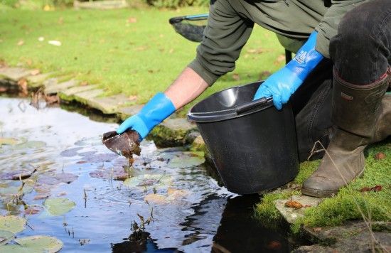 Removing dead lily leaves