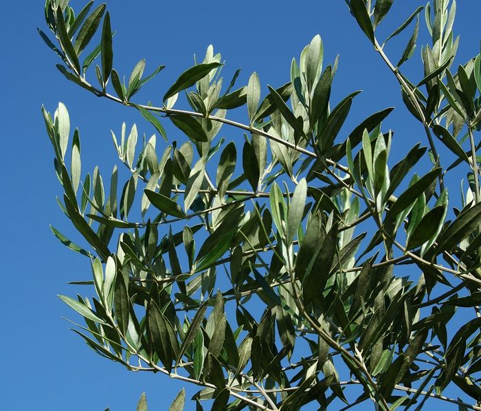 Olea europaea