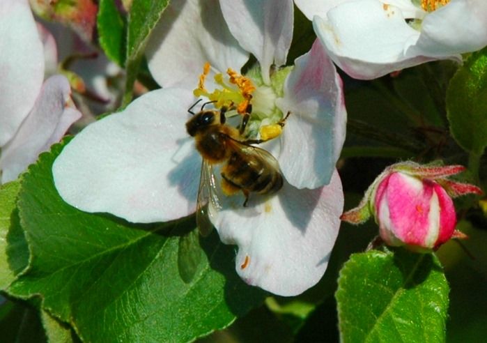 6 Bee on apple blossom