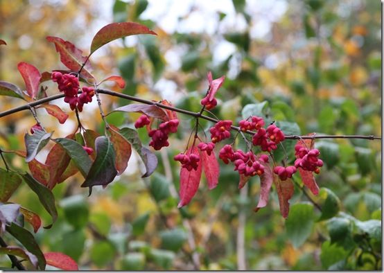 Euonymus europaeus 'Red Cascade' 