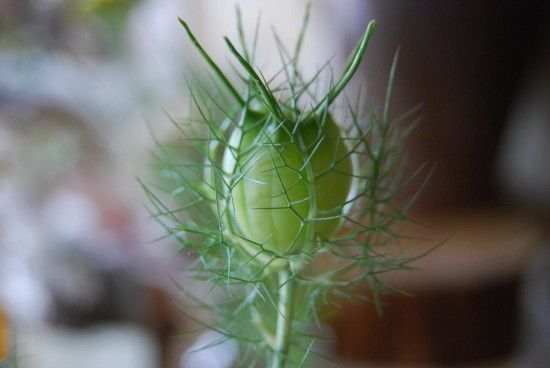 Nigella damascena