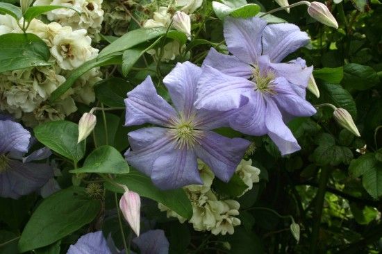 Clematis 'Perle d'Azur