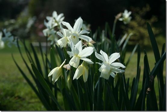 9 Narcissus 'Thalia'