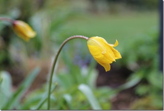 Tulipa sylvestris