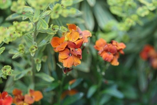 Erysimum 'Sugar Rush