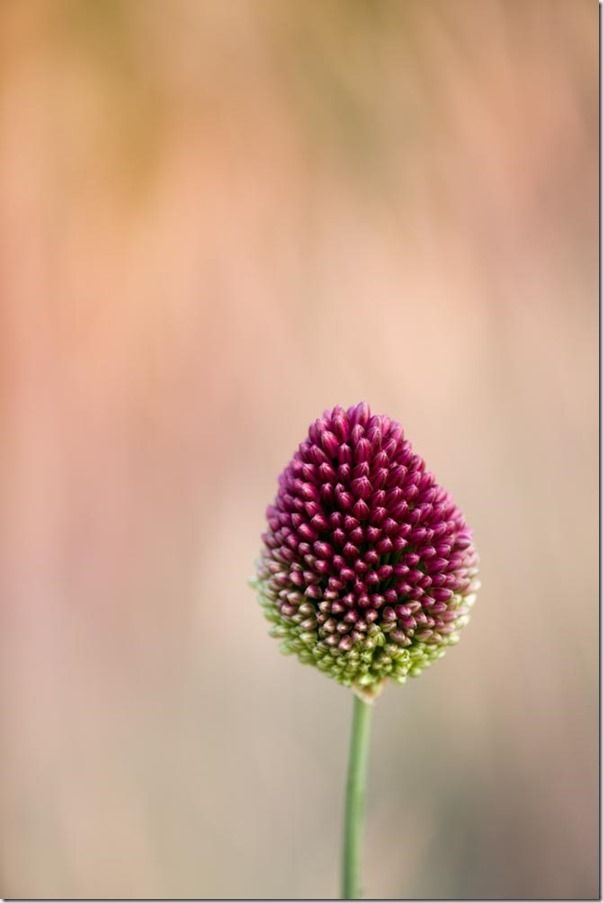 RICKYARD BARN, NORTHAMPTONSHIRE: ALLIUM SPHAEROCEPHALON (DRUMSTICK ALLIUM)