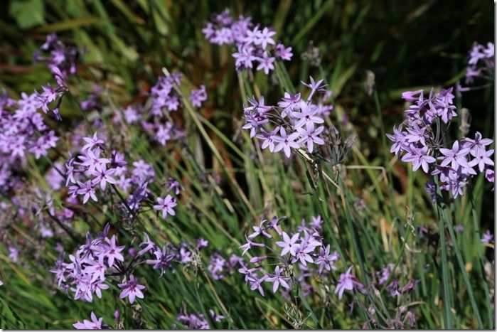 8_Tulbaghia_violacea_(1280x853)[1]