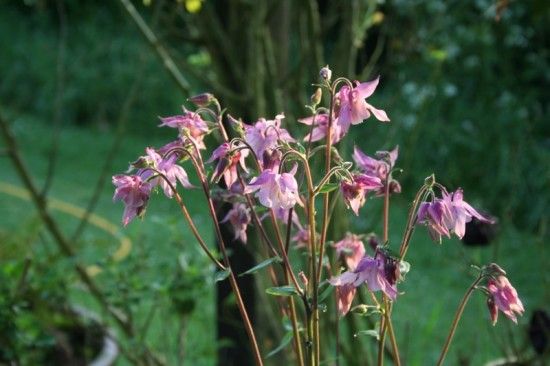 10 Aquilegia vulgaris (800x533)