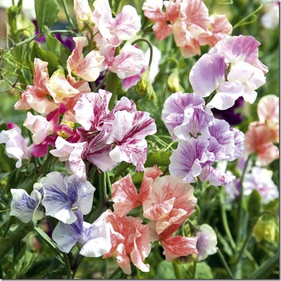 Sweet Pea 'True Fragrance'