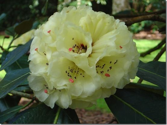 Rhododendron macabeanum