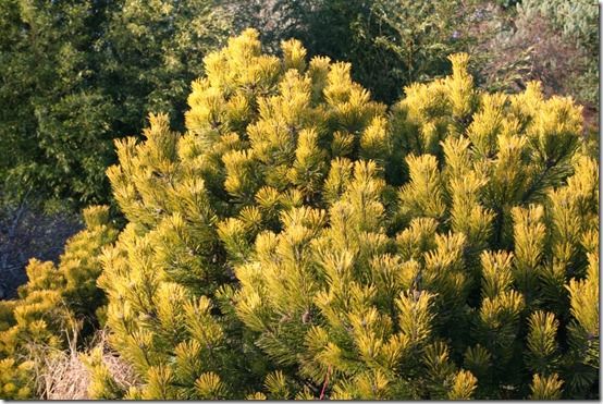 Pinus mugo 'Wintergold' 2 