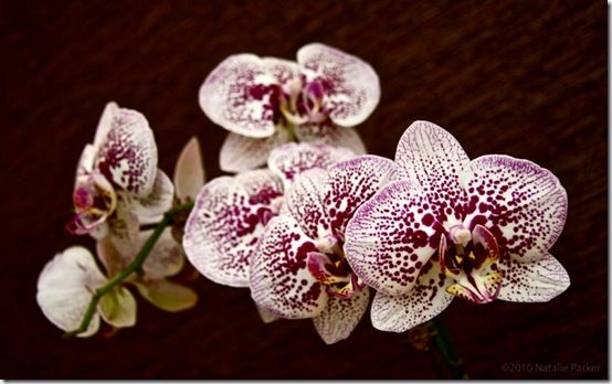 Phalaenopsis01_natalieparkerdotcom