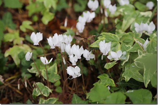 Cyclamen springing through ivy 