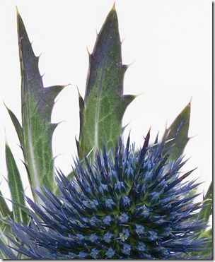 sea holly focus stacked part