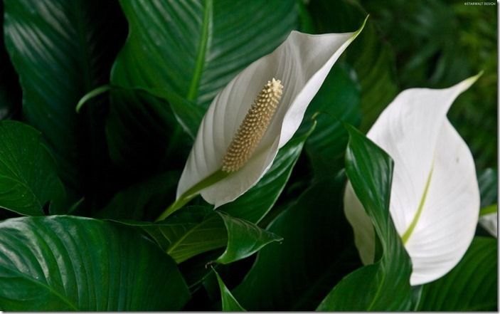 3 Spathiphyllum