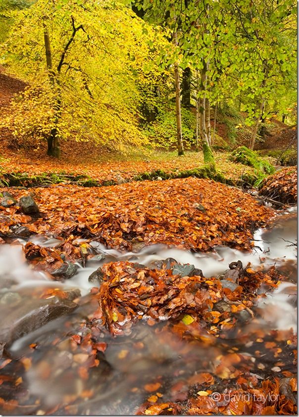 Autumn beech leaves around a stream near Bracklinn falls in the Trossachs region of the Scottish Highlands