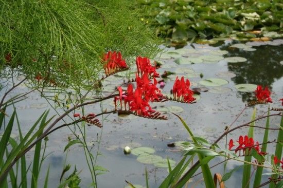 Crocosmia 'lucifer