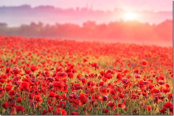 red poppy field