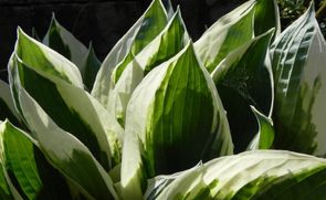 10 x VITAX BIODEGRADABLE MULCH MATS SHRUBS STRAWBERRY LETTUCE PLANTS 