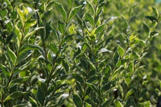 Ligustrum ovalifolium