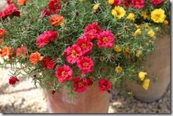 Portulaca Tropical Mix 