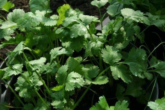 4 Coriander