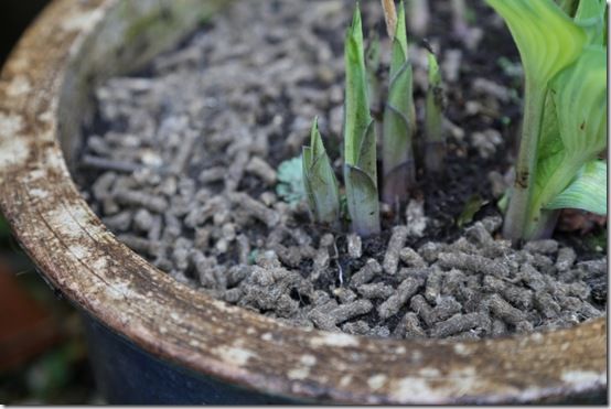 Slug gone on pot