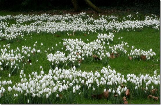 Snowdrops 5