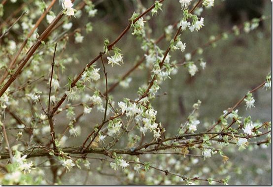 Lonicera purpusii 'Winter Beauty'