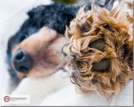 Dudley, Cocker Spanial, Pet Photography, How to, Animals, Selective focus