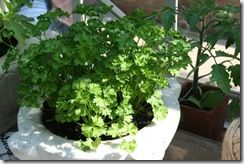 Pot of parsley