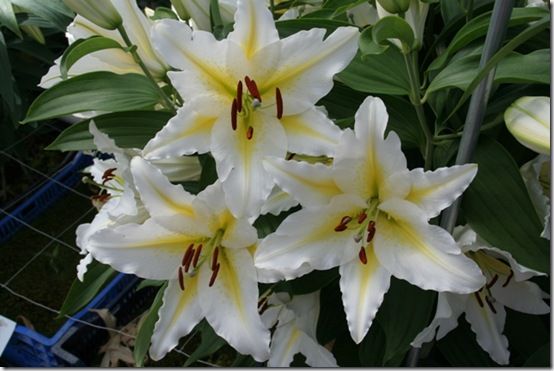 Lilium Venezuela