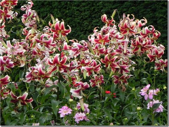 Lilium Scheherazade