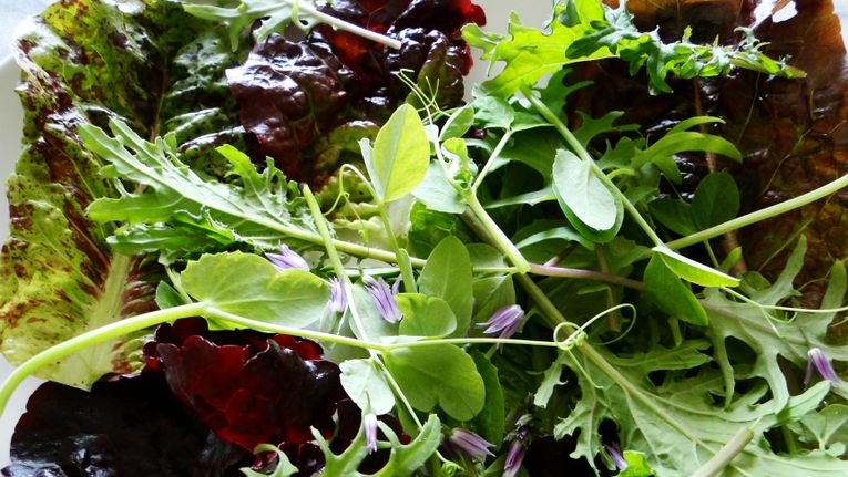 10 Best Culinary Salad Leaves To Grow Gardening Learning With