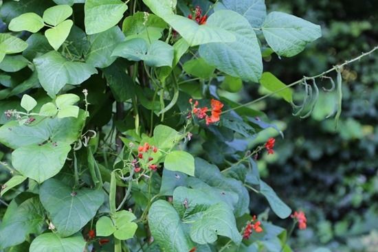 9 Runner beans (1024x683)