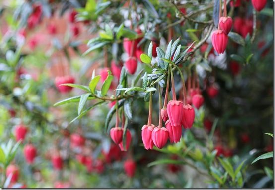 9 Crinodendron hookerianum 