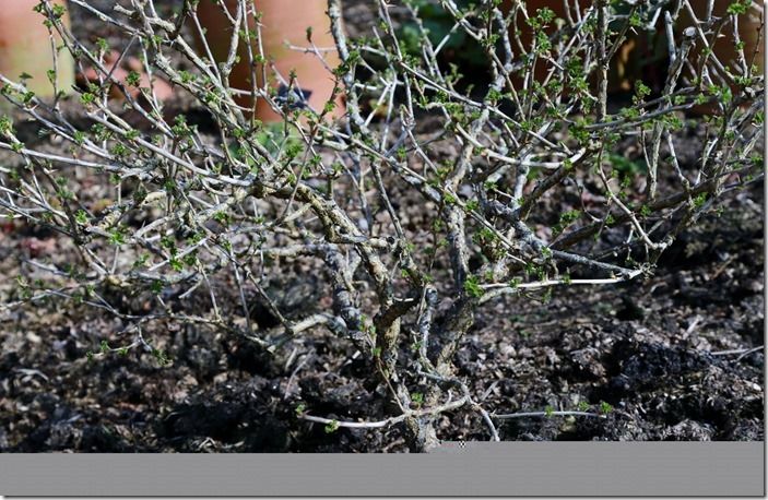 7 Gooseberry after pruning