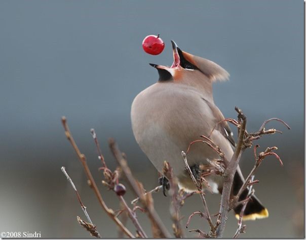 Perfectly Timed, Animal, Photography, Photos, Images, Best, 