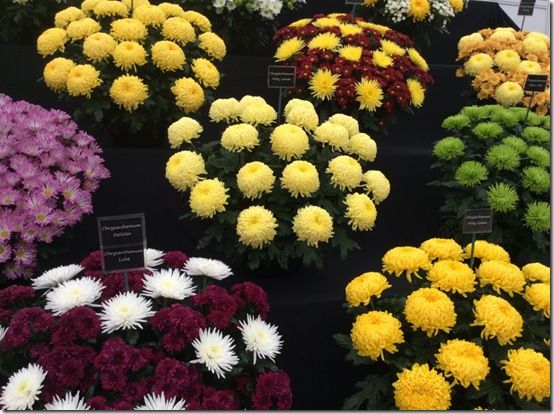 2 Chrysanthemum blooms