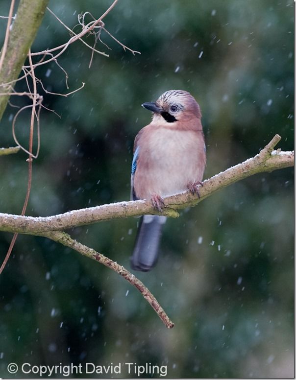 Bird Photography, David Tipling, RSPB, How to Photograph Birds, Garden Birds, Bird Food, perch, feeder, 