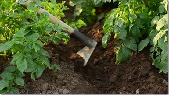 Howing Up Potatoes 1