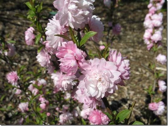 Prunus glandulosa 'Flore Plena'