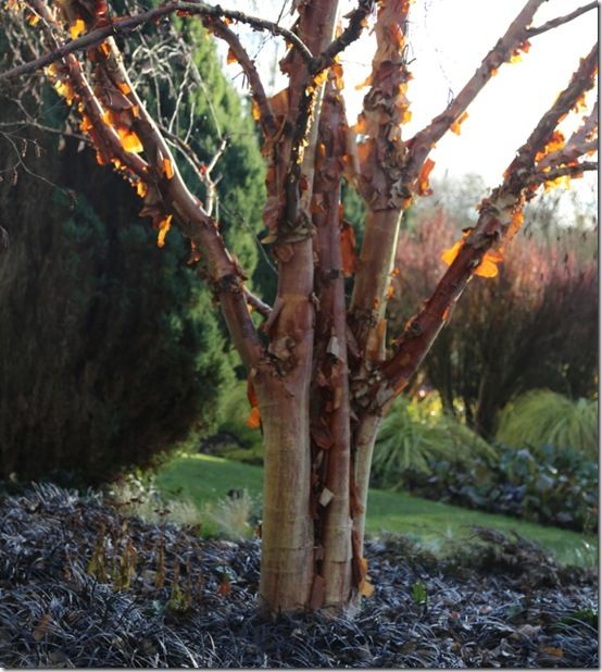 Betula albosinensis 'Bowling Green'