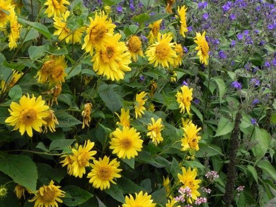 Perennial helianthus variety 