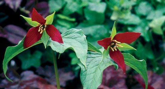 Trillium Erectum